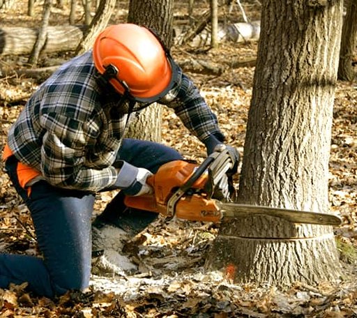 Tree Removal in Port Washington, OH